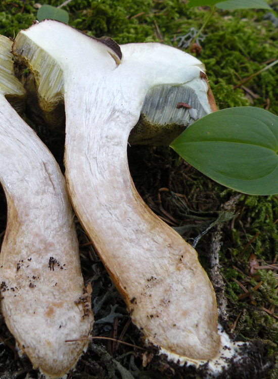 Xerocomus ferrugineus?